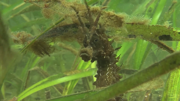 As the UN Ocean Conference kicks off in Nice, focus shifts to a vital climate ally: seagrass meadows.